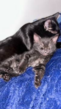 2 months old black kitties 
