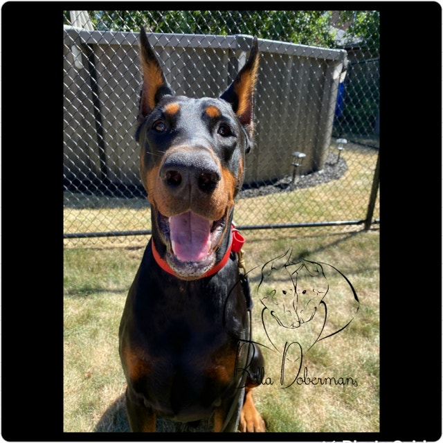 European Doberman puppies Dogs & Puppies for Rehoming Hamilton Kijiji