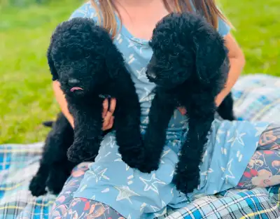 1 black Poodle puppy left, View more