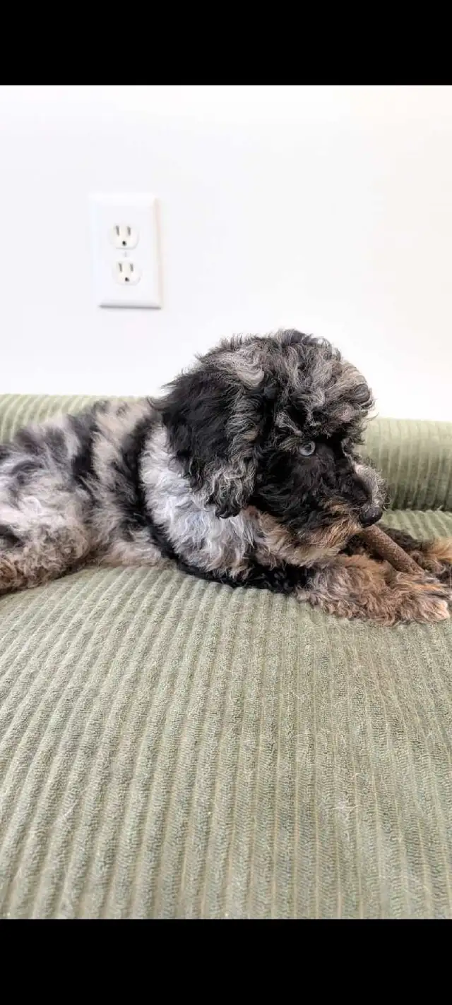 toy poodle puppies in Dogs & Puppies for Rehoming in Markham / York Region - Image 4