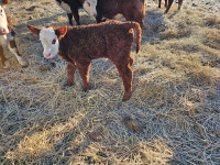 Purebred hereford pairs forsale 