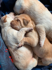 Chocolate and White Lab Puppies