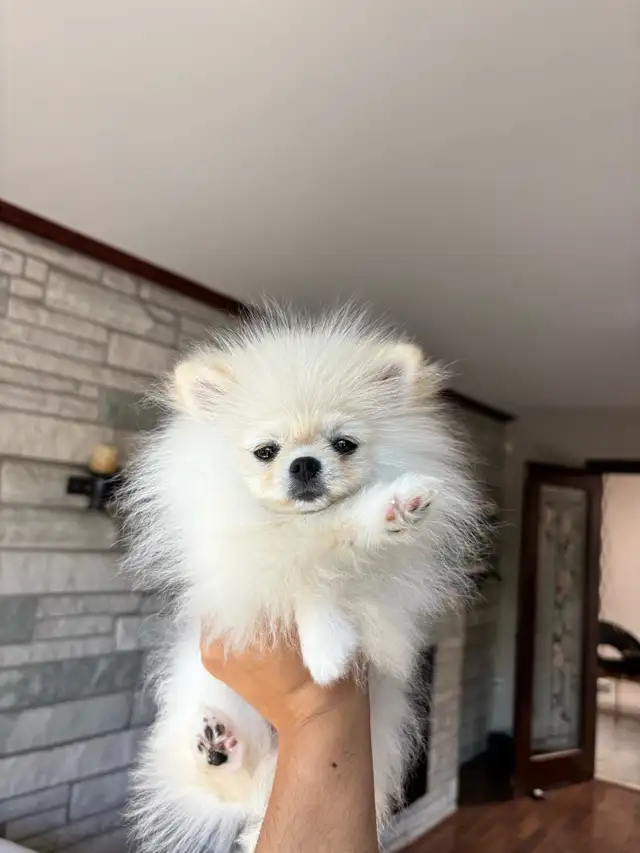 Top G Teacup  Pomeranian Puppy  (imported from South Korea) in Dogs & Puppies for Rehoming in Longueuil / South Shore - Image 6
