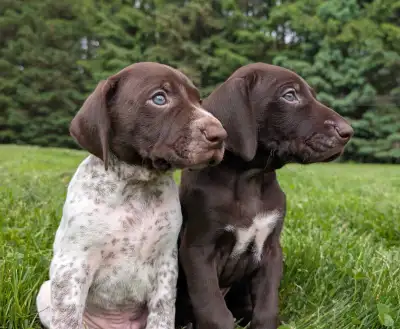 We have a beautiful litter of purebred German Shorthaired Pointer puppies looking for loving homes!...