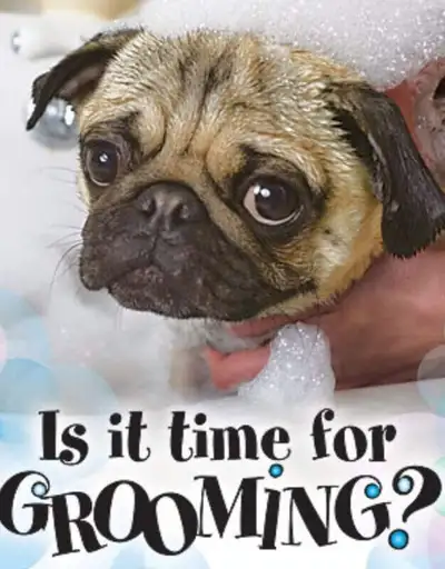 TARA'S DOG GROOMING..Napanee..short notice appointment available, View more