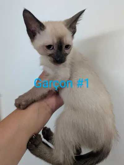  3 beau chaton siamois , View more