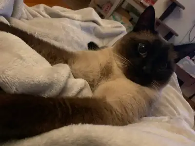 Rehoming Ragdoll-Siamese Cross, View more