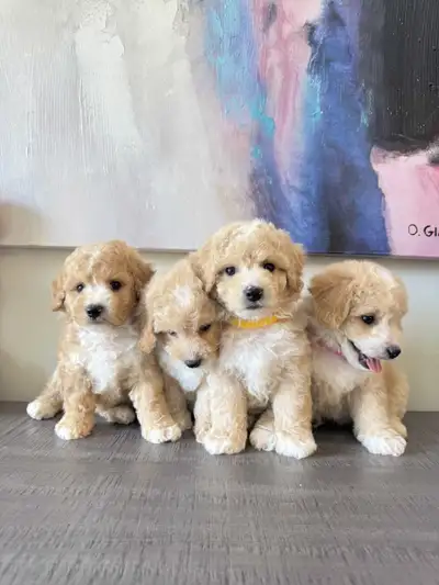 We have 4 adorable Bichon Poodles available — 2 girls and 2 boys! They’re playful, sweet, and ready...