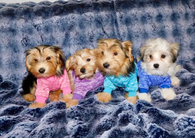 Morkie puppies mixe in Dogs & Puppies for Rehoming in City of Toronto - Image 3