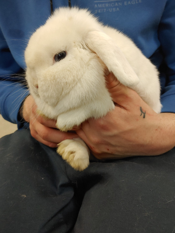 EXTRAORDINARY BABY HOLLAND LOP BUNNY RABBITS in Small Animals for Rehoming in Kingston - Image 2