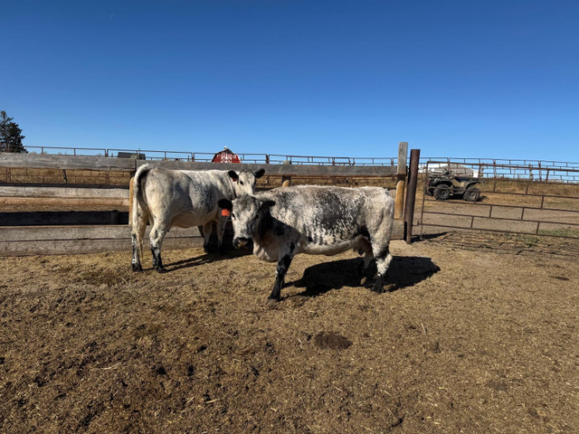 BRED COWS in Livestock in Red Deer