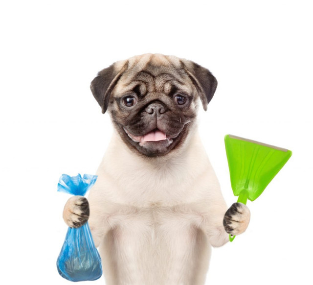 Dog poop cleanup in Animal & Pet Services in Regina