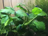 Crevettes d’aquarium