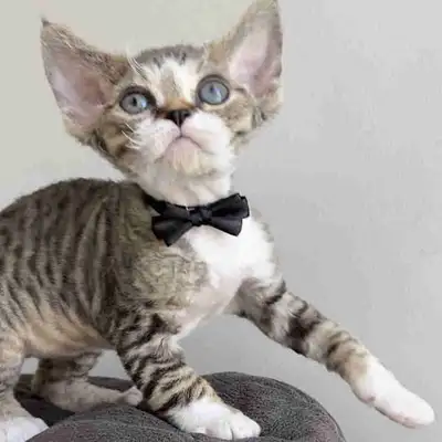 TICA Registered - Devon Rex Kitten, View more