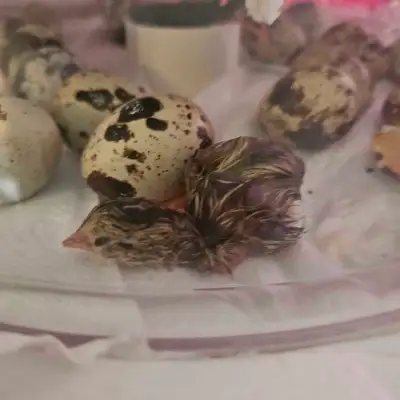 Coturnix Quail Hens - Pending, View more