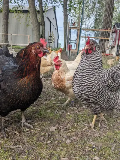 Coloured Egger Hens, View more