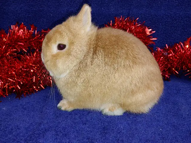 Extraordinary Netherland dwarf and lionhead baby bunny rabbits in Small Animals for Rehoming in Moncton - Image 8