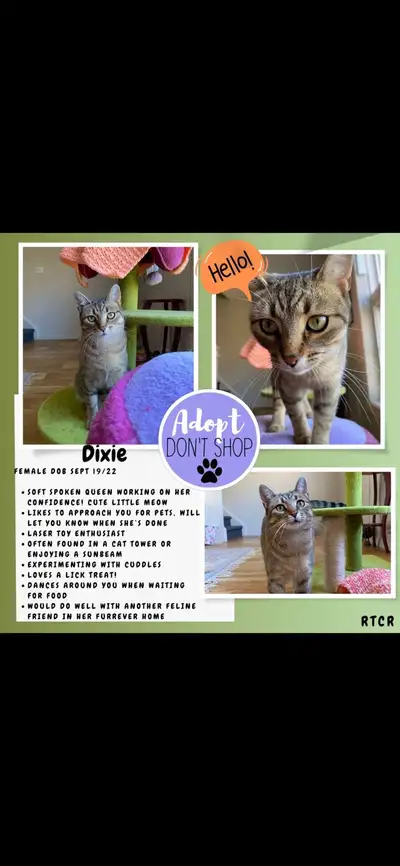 Dixie❤️cat for adoption!!, View more