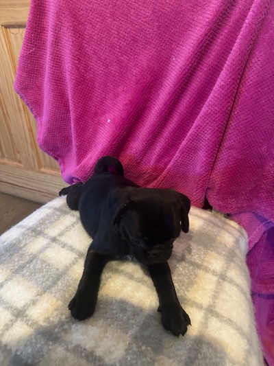 Sweet pug puppies, View more