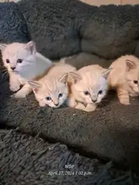 Siamese/Bengal kittens
