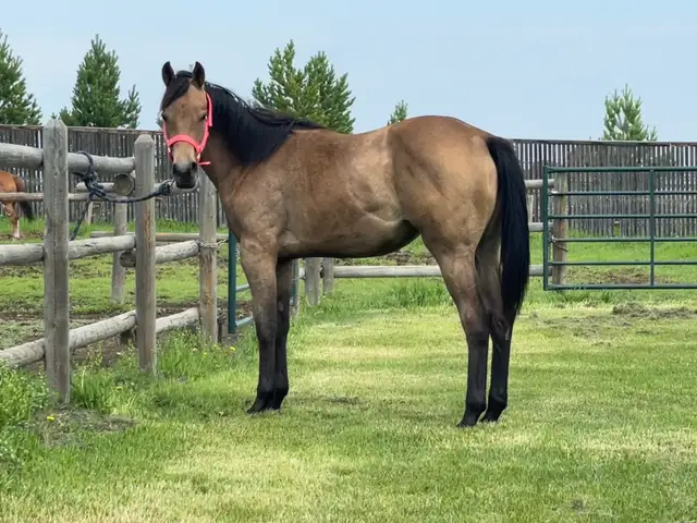 2025 AQHA filly