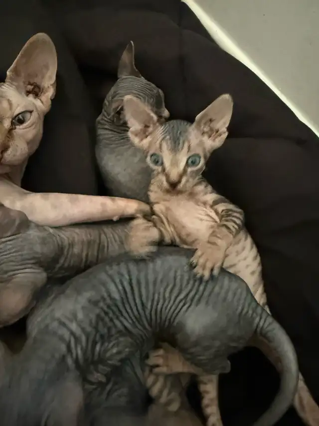 chaton SPHYNX in Cats & Kittens for Rehoming in Laval / North Shore - Image 7