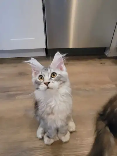 Femelle poly Mâle Maine Coon, View more