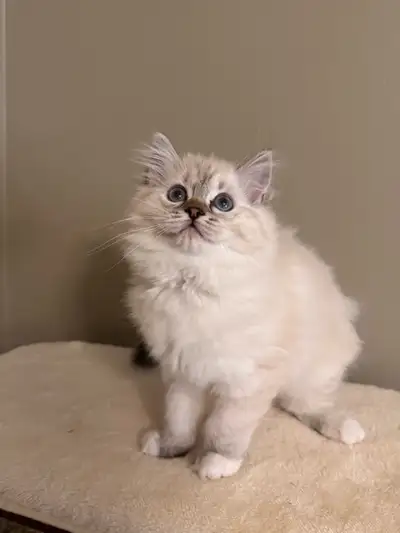 Ragdoll/Himalayan kitten ready to go, View more