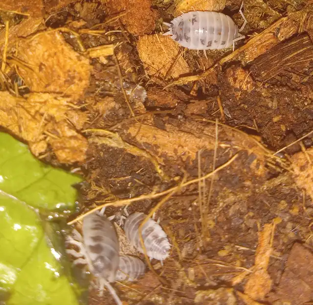 isopods available calgary SE in Other Pets for Rehoming in Calgary - Image 3