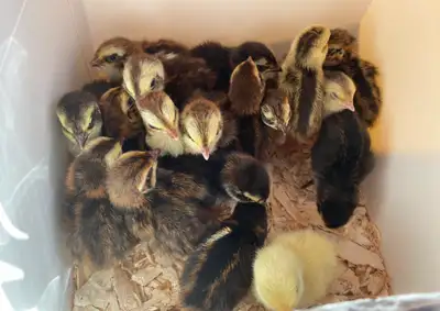 March 21st Coturnix Quail Chicks, View more