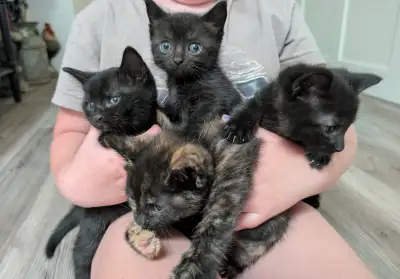 Playful Kittens, View more