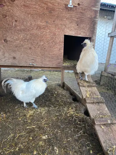 These guys are eight months old And great addition to any farm