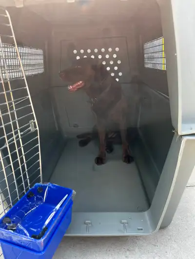 Cage de transport certifiée pour le transport aérien pour gros chien (Labradors et plus) 47''x31"x37...