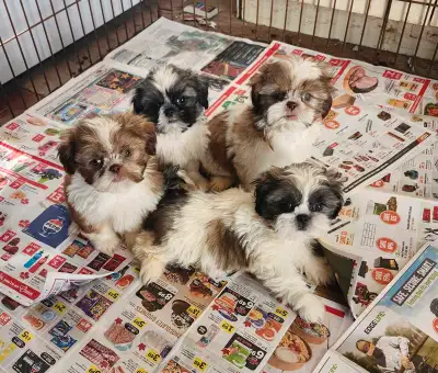 Shih Tzu Puppies ready to go to there Fur Baby homes. Tri-colors and liver and white. For more infor...