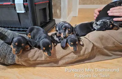To-Die-For Purebred Mini-Dachshund Puppies, View more