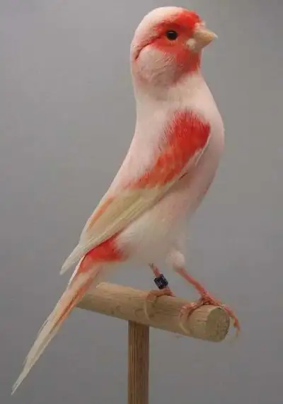 je cherche canary , View more