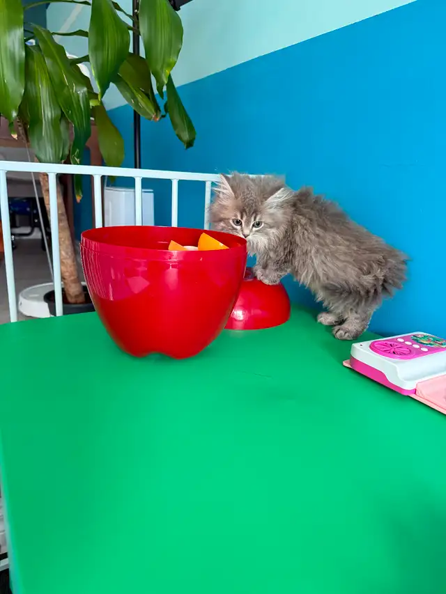 Pure Siberian kittens are available