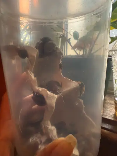 Discoid roaches feeders, View more
