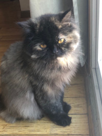 Persian cat 