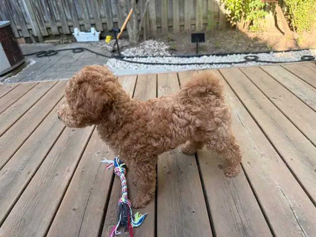 Toy cockapoo boy available in Dogs & Puppies for Rehoming in City of Toronto - Image 5
