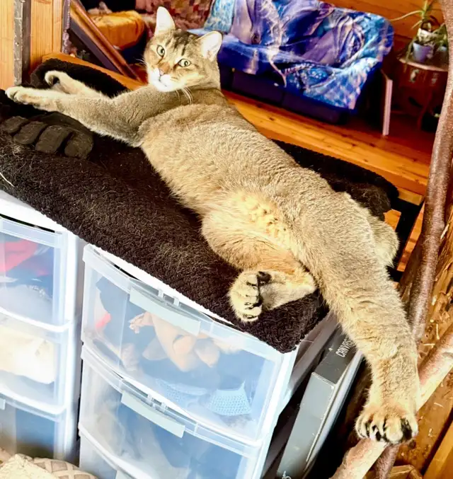 JUNGLE CURL et jungle bob F3 et Chausie F2 in Cats & Kittens for Rehoming in Gatineau - Image 3