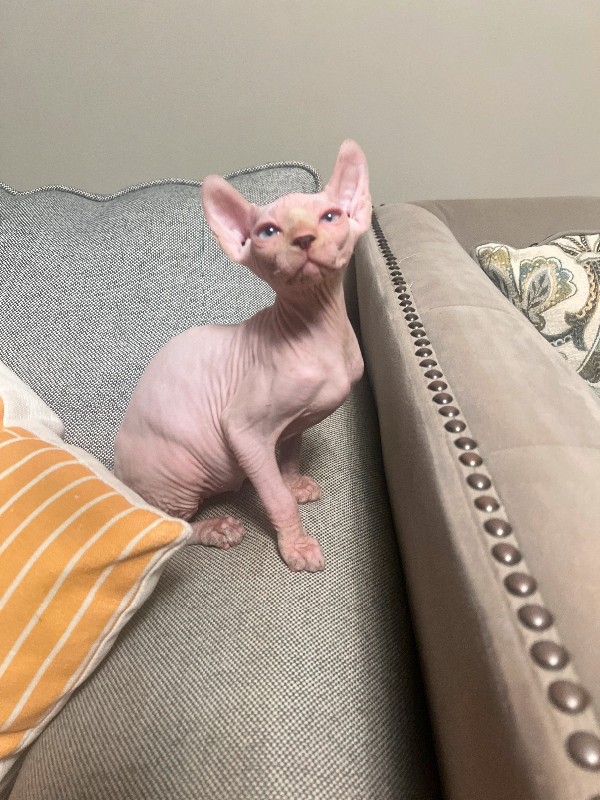 Boutique Sphinx Hairless Cat Cubs for Sale in Cats & Kittens for Rehoming in Hamilton - Image 4