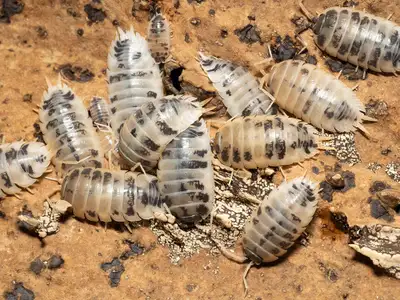 "Dairy Cow" Isopods (Porcellio laevis), View more