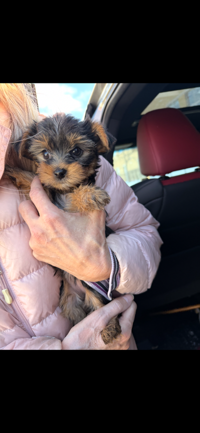 Only one tiny Yorky left baby girl, View more