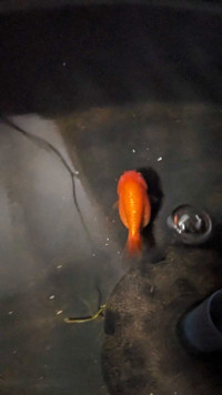 Orange Ranchu Goldfish