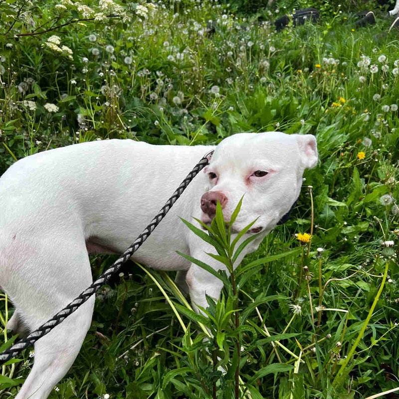 American Bulldog for sale Dogs & Puppies for Rehoming City of