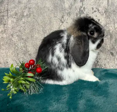 Lapin bélier hollandais mâle – Junior 8 semaines, View more