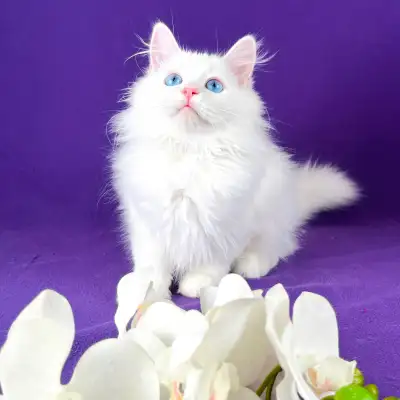 Hypoallergenic Siberian Kittens., View more