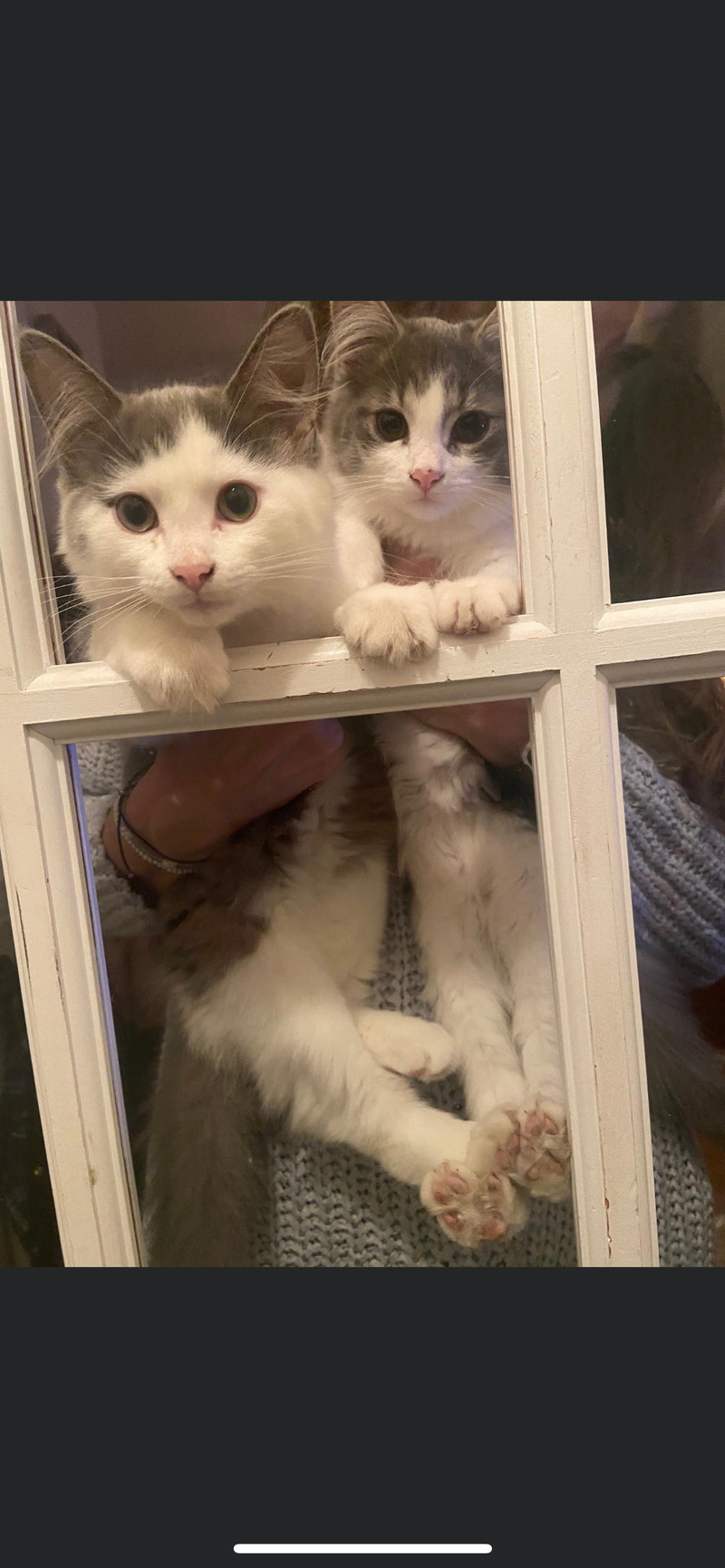grey-cats-to-give-chats-et-chatons-adopter-ville-de-montr-al-kijiji