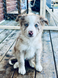 Border Collies ~ 3 boys + 1 female vetted and ready now!